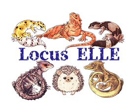 香川県の爬虫類ショップ、ヒョウモントカゲモドキ,レオパードゲッコー販売ならLocus ELLE