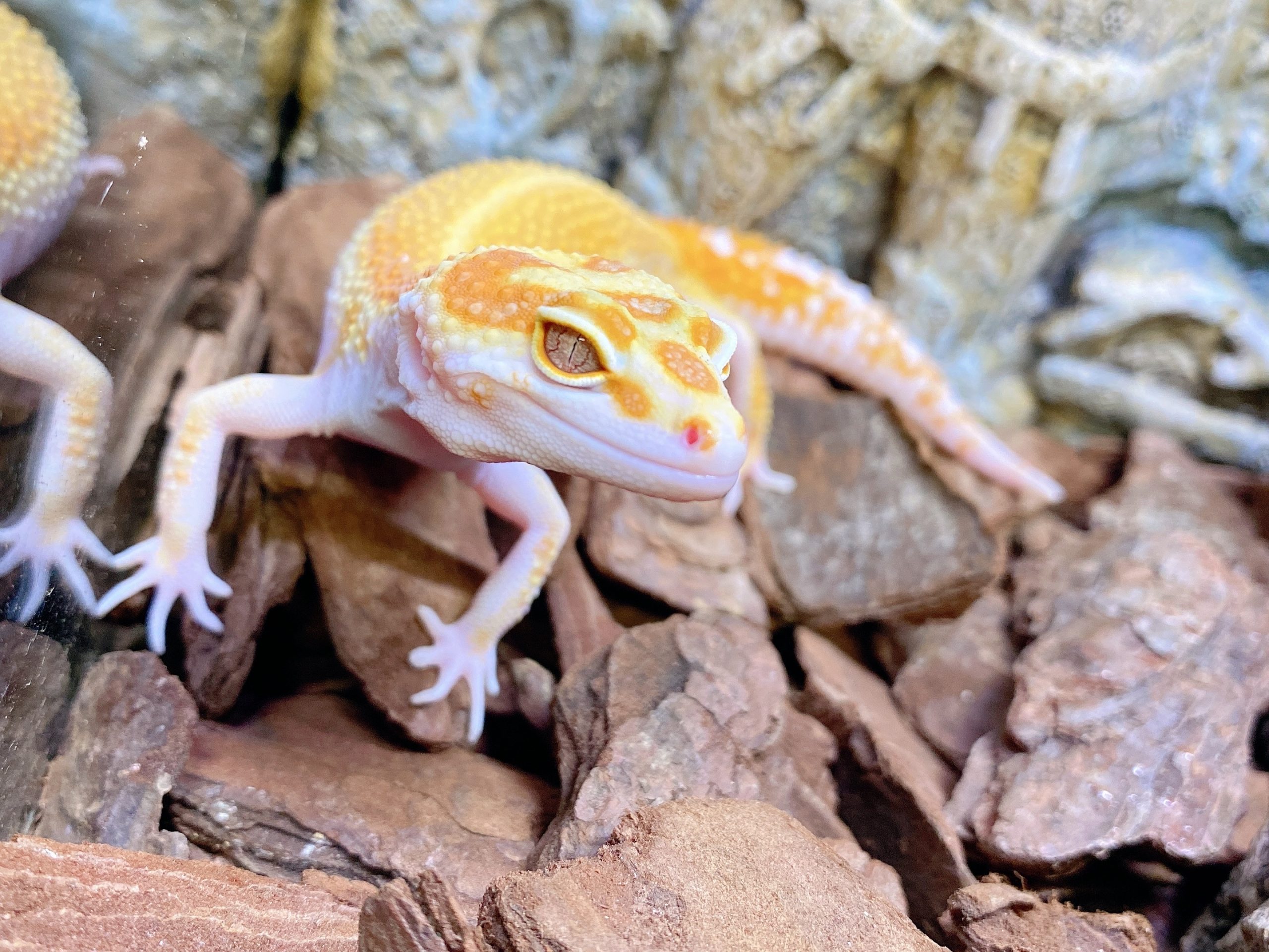 柔らか麻ハンモック レオパードゲッコー 爬虫類 小動物 - 爬虫類