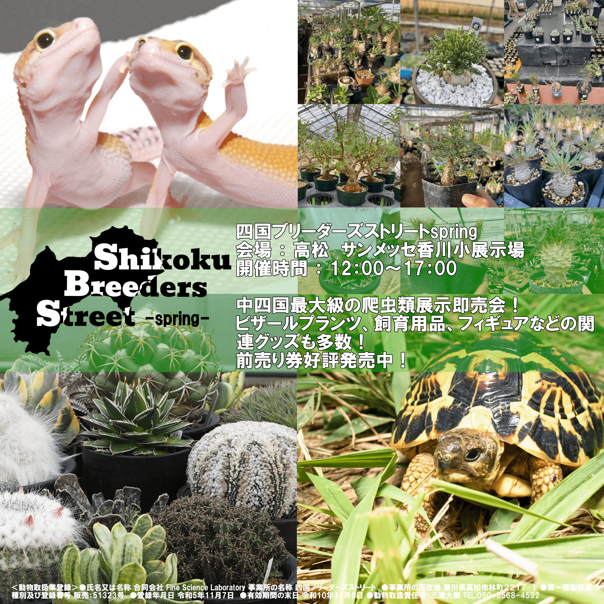 3/31 SBS 四国ブリーダーズストリート出店！！ - 香川県の爬虫類